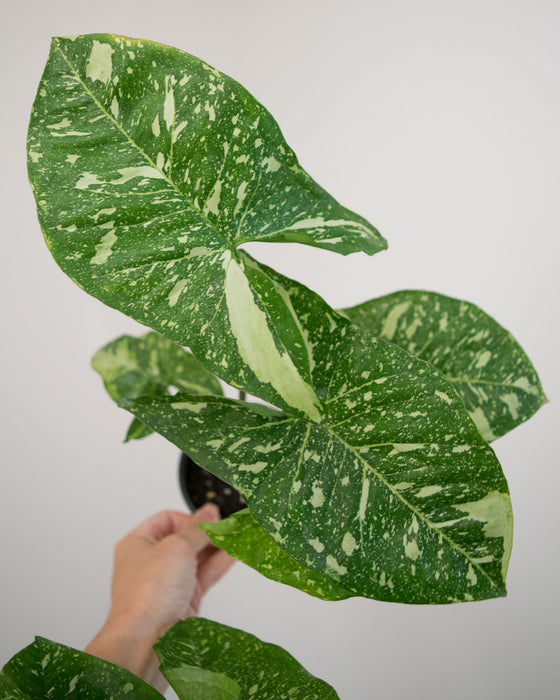 Syngonium Pod. 'Panda' - 4" (Pick Up Only)