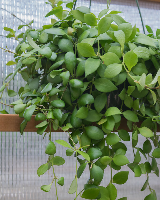 Hoya Heuschkeliana - 6" (Pick Up Only)