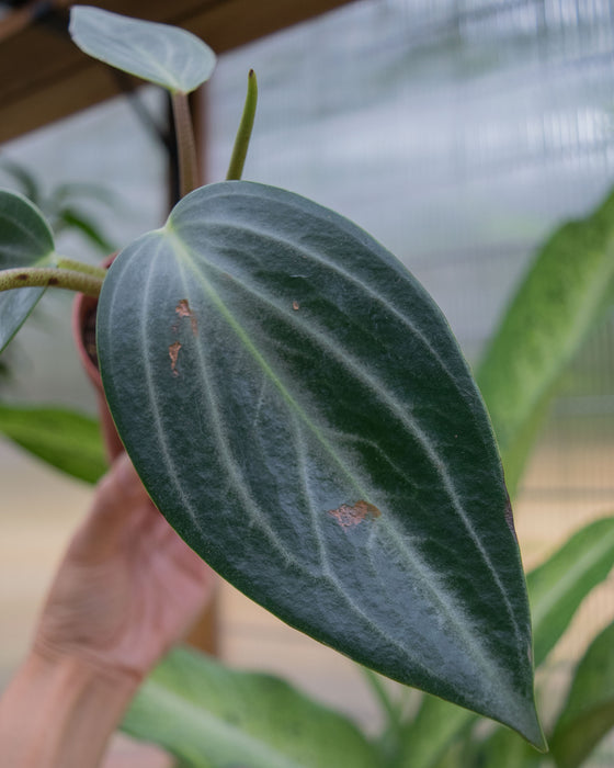 Peperomia 'Maculosa'	- 4"