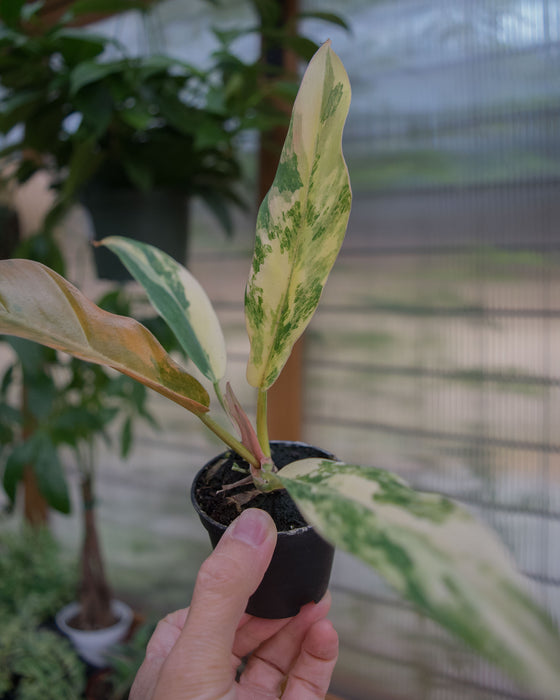 Philodendron 'Caramel Marble' - 2"