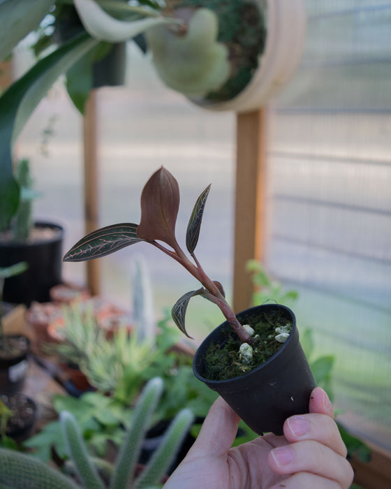 Ludisia Discolor Spiderman 'Jewel Orchid' - 2"