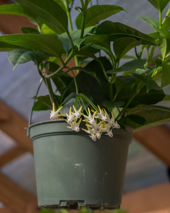 Hoya Multiflora - 6" (Pick Up Only)