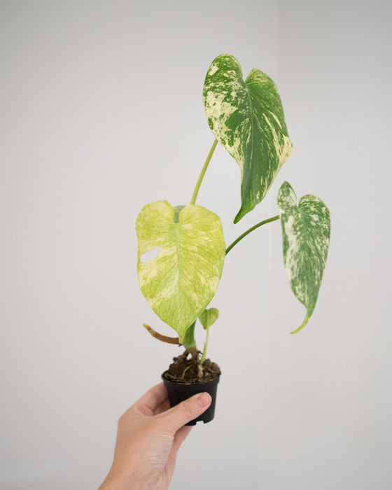 Monstera Deliciosa 'Mint' Variegated - 3"