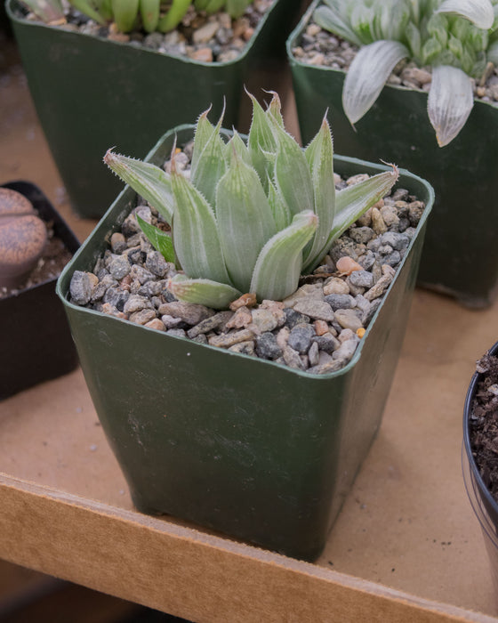 Haworthia Cooperi 'Silver Swirl' - 4"