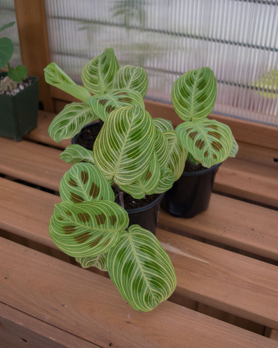 Maranta Leuc' 'Fantasy' - 4"