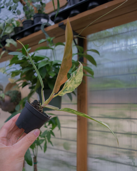 Philodendron 'Caramel Marble' - 2"