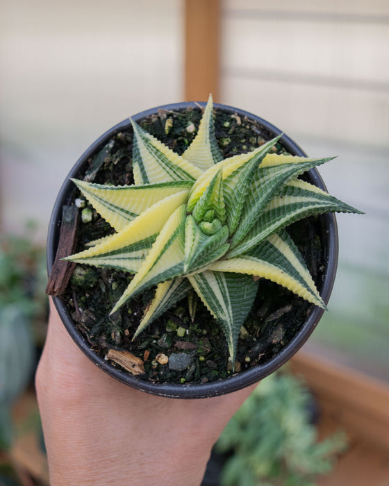 Haworthia Limifolia 'Variegata' - 4"