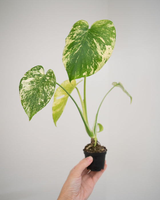 Monstera Deliciosa 'Mint' Variegated - 3"