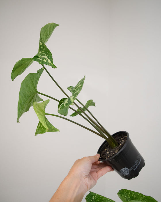Syngonium Pod. 'Panda' - 4" (Pick Up Only)