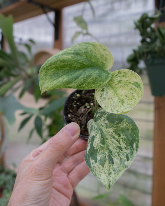 Scindapsus Pict. 'Jade Satin Marble' - 2"