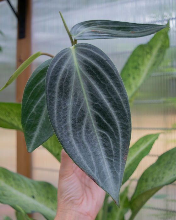 Peperomia 'Maculosa'	- 4"