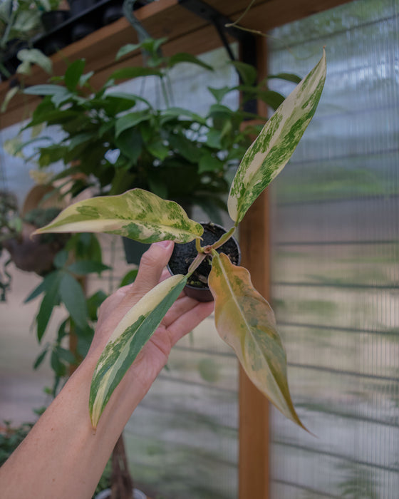 Philodendron 'Caramel Marble' - 2"