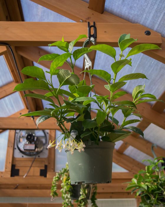 Hoya Multiflora - 6" (Pick Up Only)