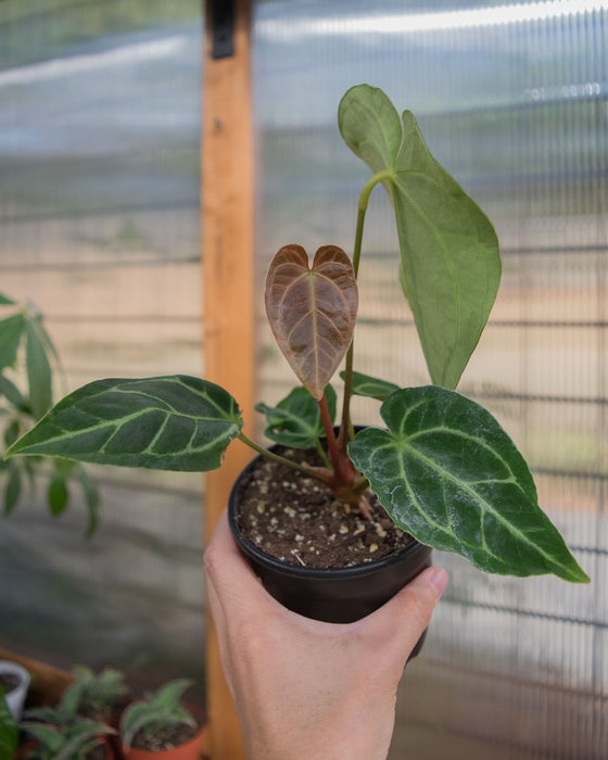 Anthurium 'Regale' - 4"