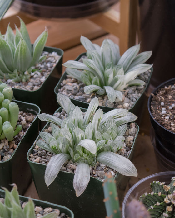 Haworthia Retusa 'White Ghost' - 4"