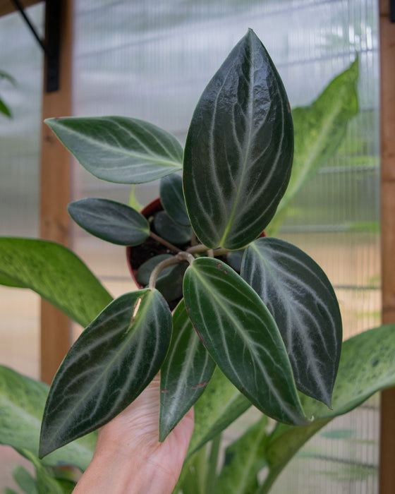 Peperomia 'Maculosa'	- 4"