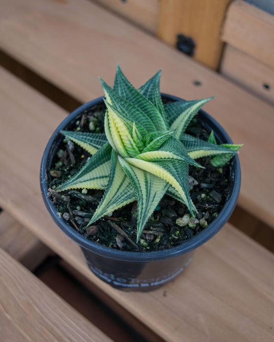 Haworthia Limifolia 'Variegata' - 4"