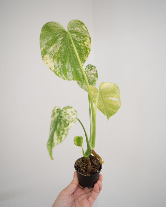 Monstera Deliciosa 'Mint' Variegated - 3"
