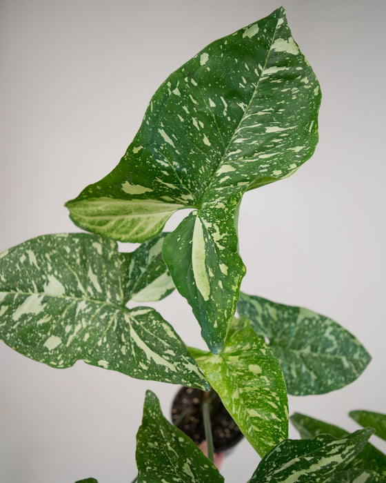 Syngonium Pod. 'Panda' - 4" (Pick Up Only)