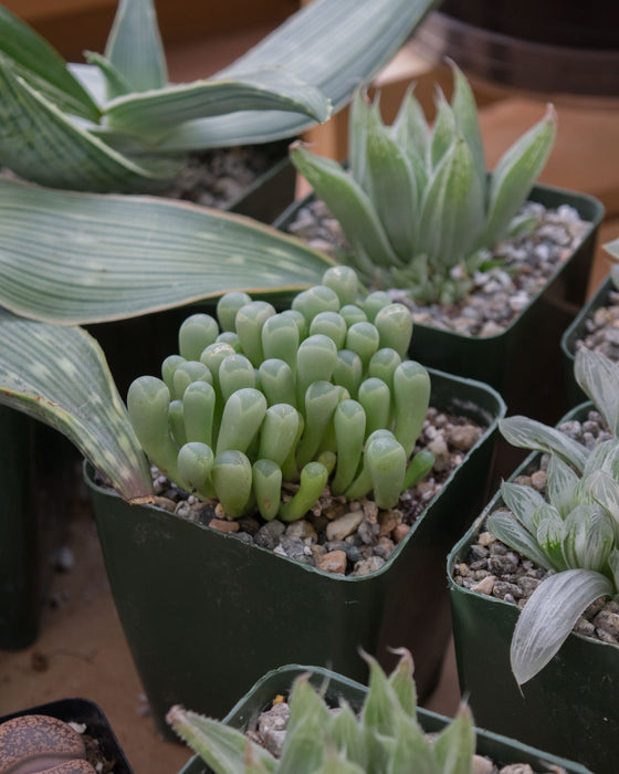 Fenestraria Rhopalophylla 'Baby Toes' - 4"