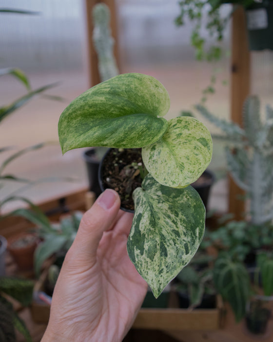 Scindapsus Pict. 'Jade Satin Marble' - 2"