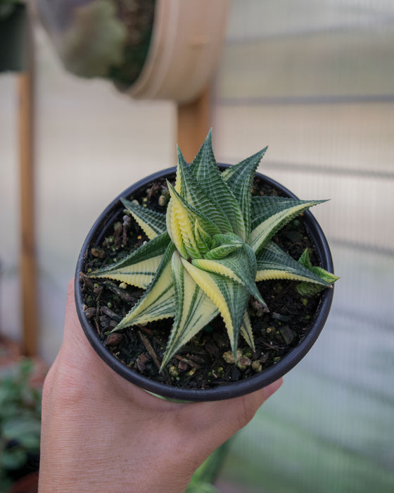 Haworthia Limifolia 'Variegata' - 4"