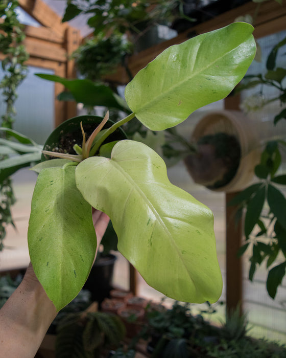 Philodendron 'Snowdrift' - 4"