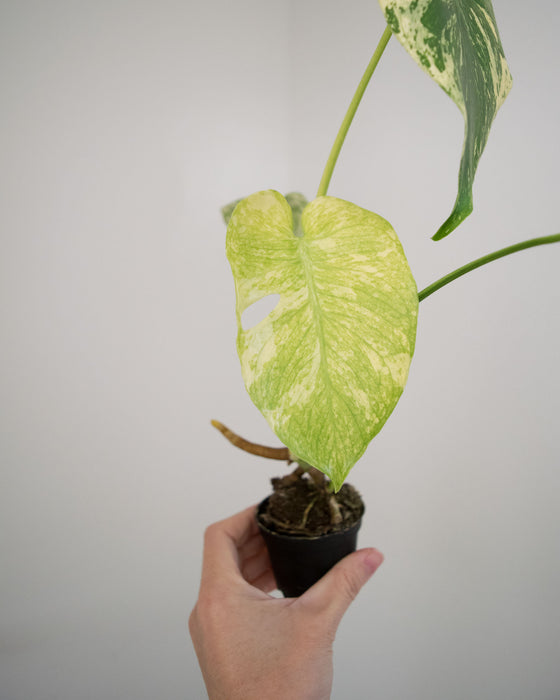 Monstera Deliciosa 'Mint' Variegated - 3"