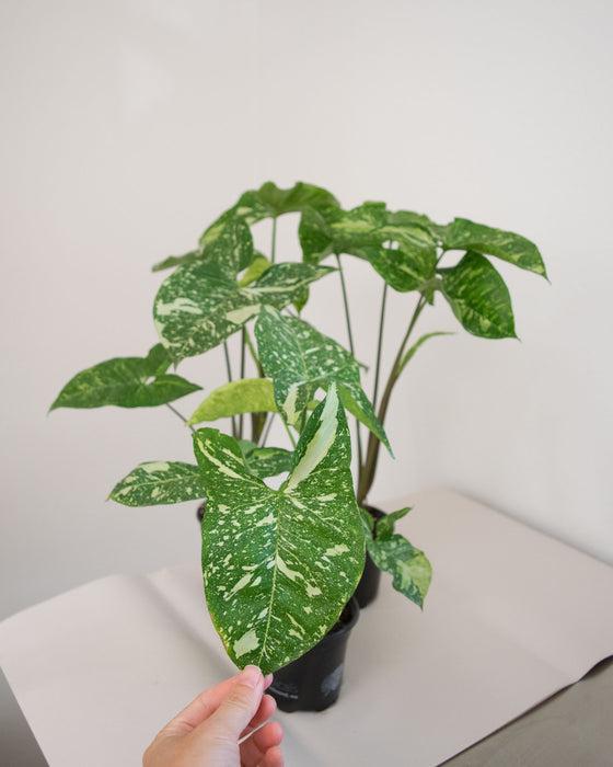 Syngonium Pod. 'Panda' - 4" (Pick Up Only)
