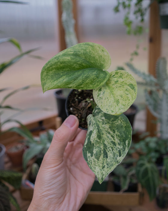 Scindapsus Pict. 'Jade Satin Marble' - 2"