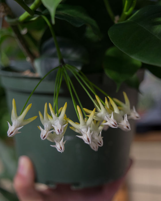 Hoya Multiflora - 6" (Pick Up Only)