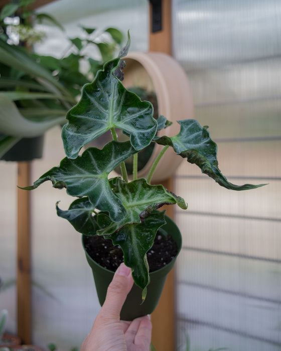 Alocasia 'Loco' - 4"