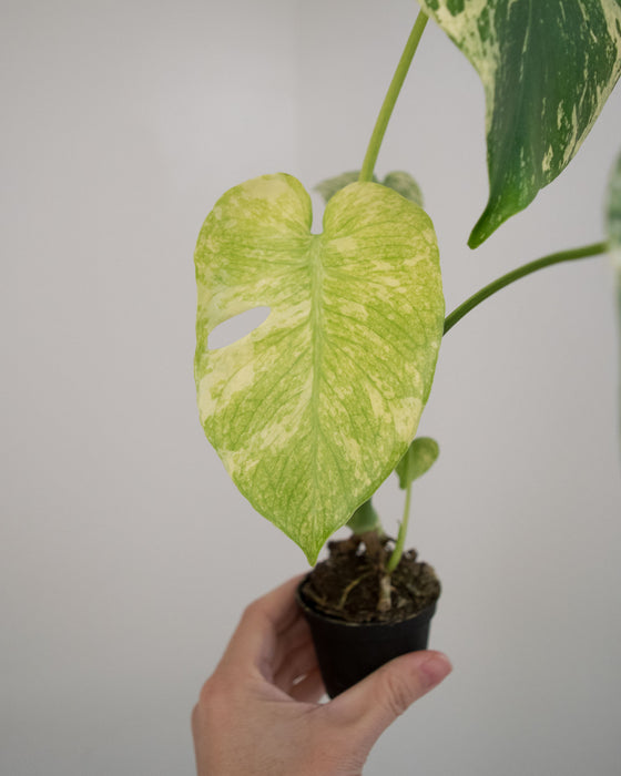 Monstera Deliciosa 'Mint' Variegated - 3"