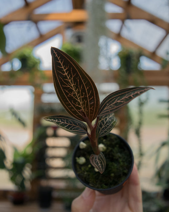 Ludisia Discolor Spiderman 'Jewel Orchid' - 2"