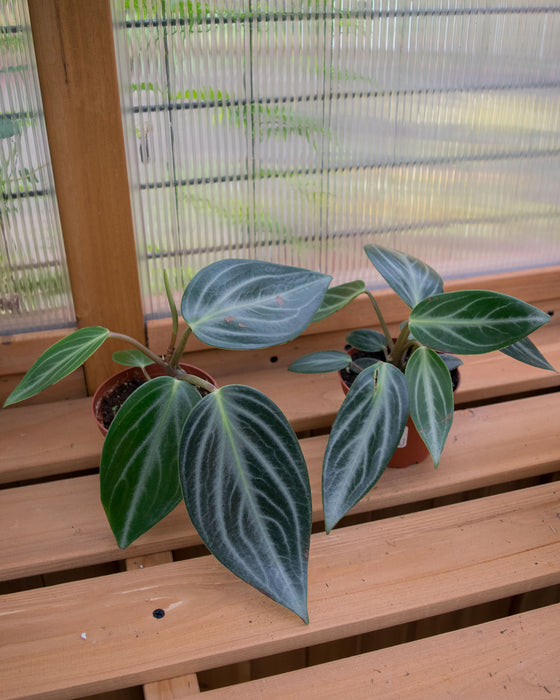 Peperomia 'Maculosa'	- 4"