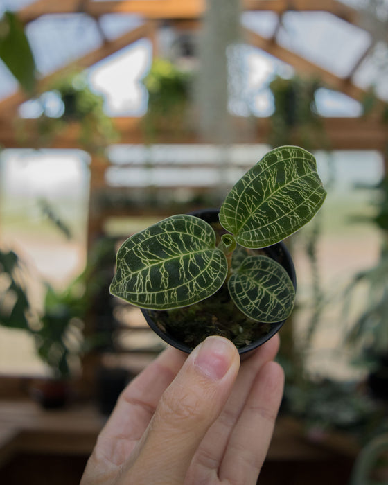 Macodes Petola 'Lightning Jewel Orchid' - 2"