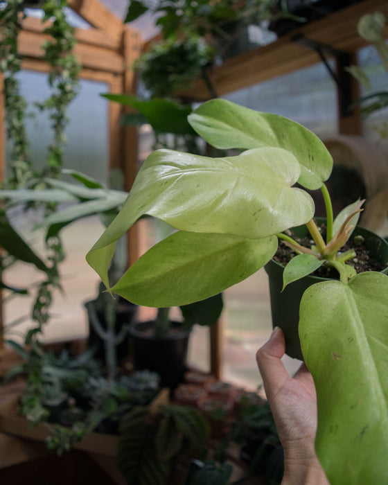 Philodendron 'Snowdrift' - 4"