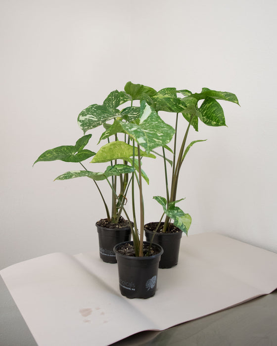 Syngonium Pod. 'Panda' - 4" (Pick Up Only)