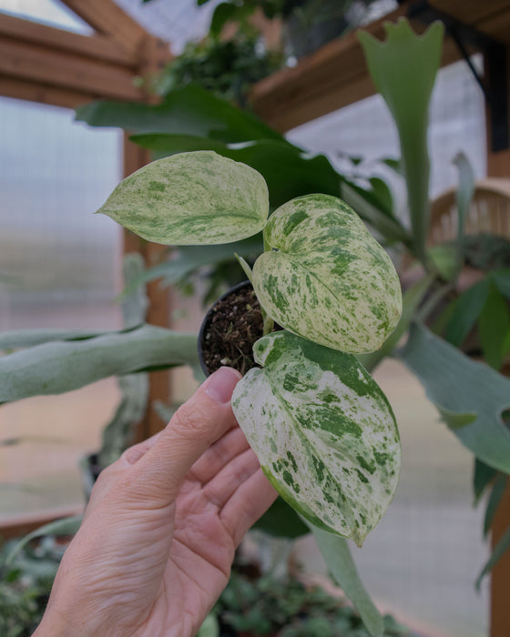 Scindapsus Pict. 'Jade Satin Marble' - 2"