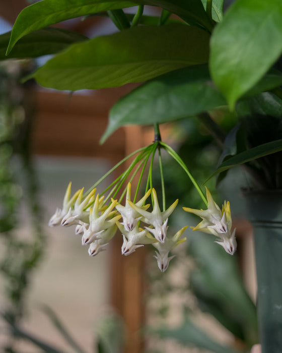 Hoya Multiflora - 6" (Pick Up Only)