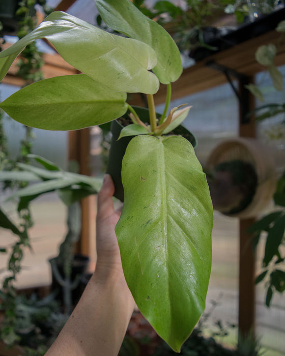 Philodendron 'Snowdrift' - 4"