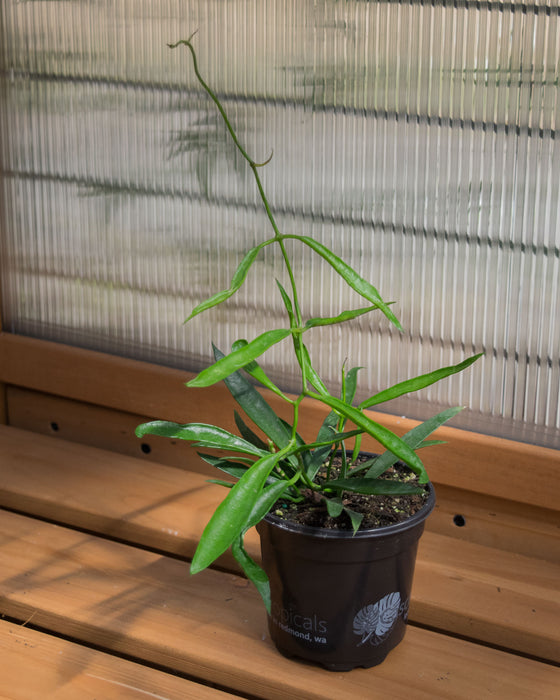 Hoya Longifolia - 4"