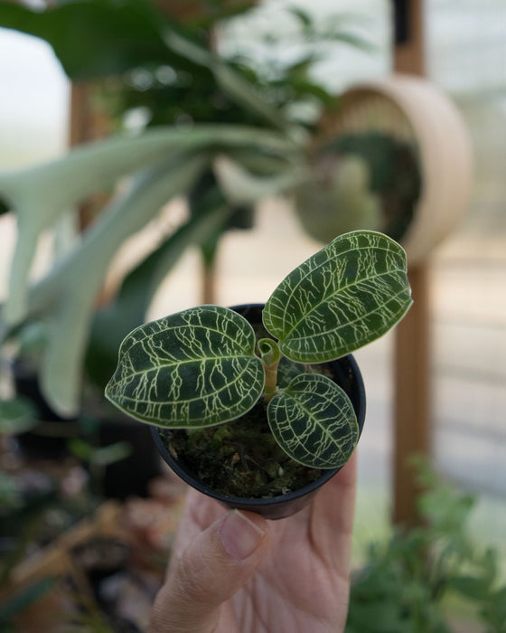 Macodes Petola 'Lightning Jewel Orchid' - 2"