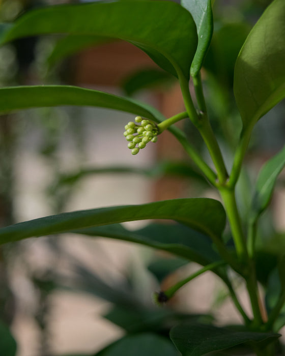 Hoya Multiflora - 6" (Pick Up Only)