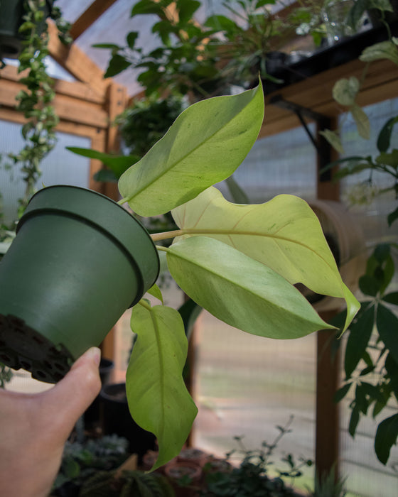 Philodendron 'Snowdrift' - 4"