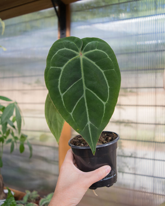 Anthurium Clarinervium x 'Bintang Kejora' - 4"