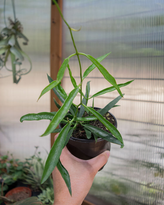 Hoya Longifolia - 4"
