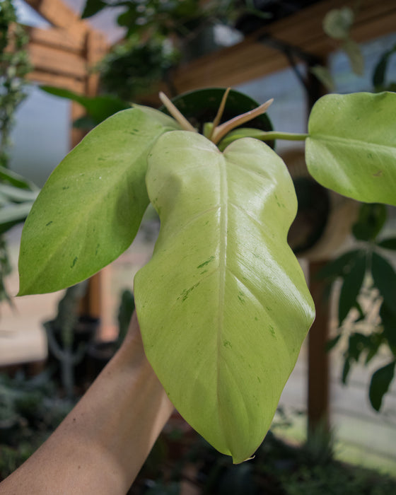 Philodendron 'Snowdrift' - 4"