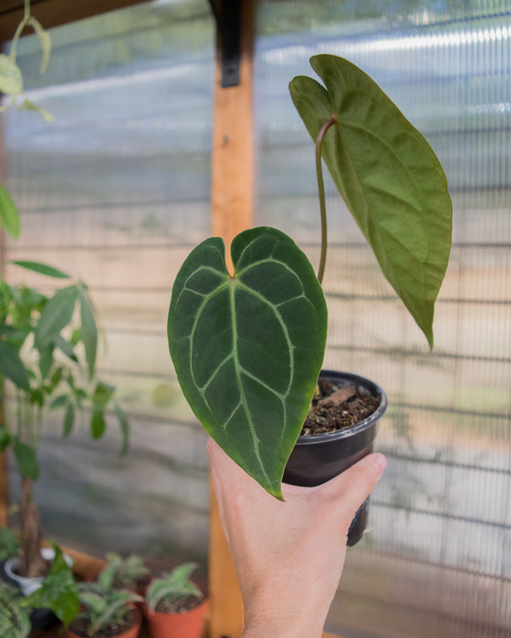 Anthurium Clarinervium x 'Bintang Kejora' - 4"