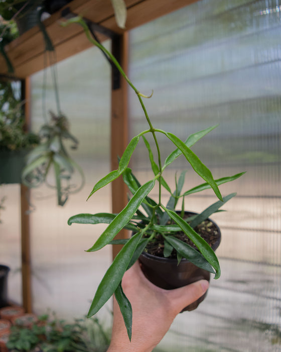 Hoya Longifolia - 4"